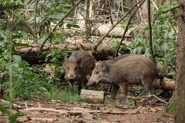 Jankų miške nustatytas afrikinio kiaulių maro atvejis
