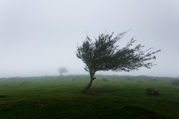 Perspėjimas apie pavojingą meteorologinį reiškinį – vėją